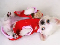 https://game.moais10.com/game/lovely-puppy-slide