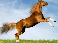 https://game.moais10.com/game/horse-slide