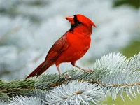 https://game.moais10.com/game/birds-puzzle