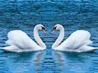 https://game.moais10.com/game/swans-slide
