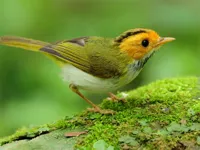 https://game.moais10.com/game/birds-slide